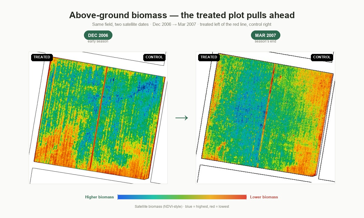 December 2006 against March 2007, side by side — treated plot left of the red line, control right. Blue is the highest above-ground biomass, red the lowest.