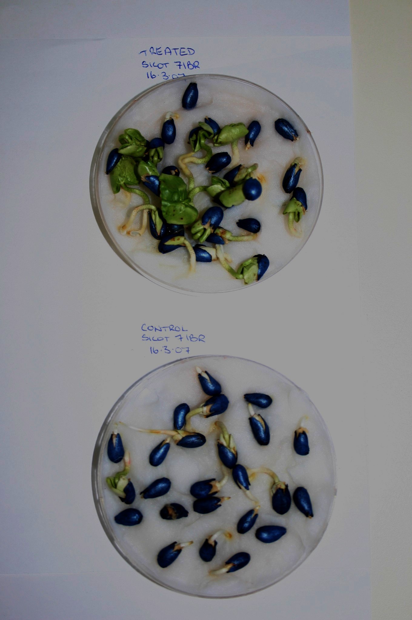 Sicot 71BR seed on day 4 — treated (top dish) vs untreated control (bottom). Narrabri, Australia, 2007.