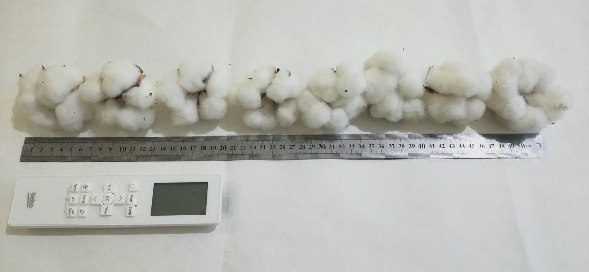 Treated block — larger, five-locule bolls (≈7.1 g).