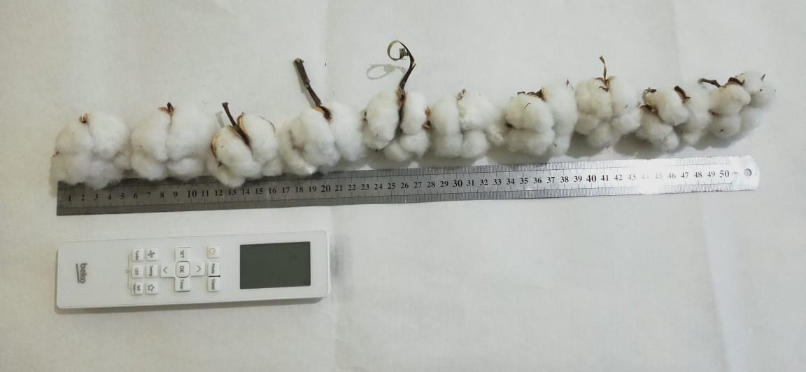Untreated control — smaller, four-locule bolls (≈6.0 g).