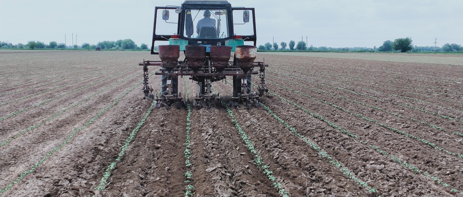 Sowing the trial with a precision seeder.