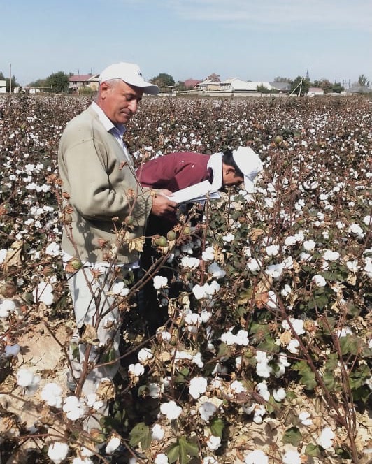 Agronomists scoring boll set and plant structure in the field.