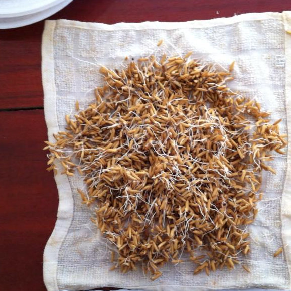 Germinated seed at 1:3000.