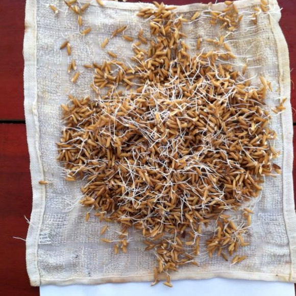 Germinated seed at 1:5000.