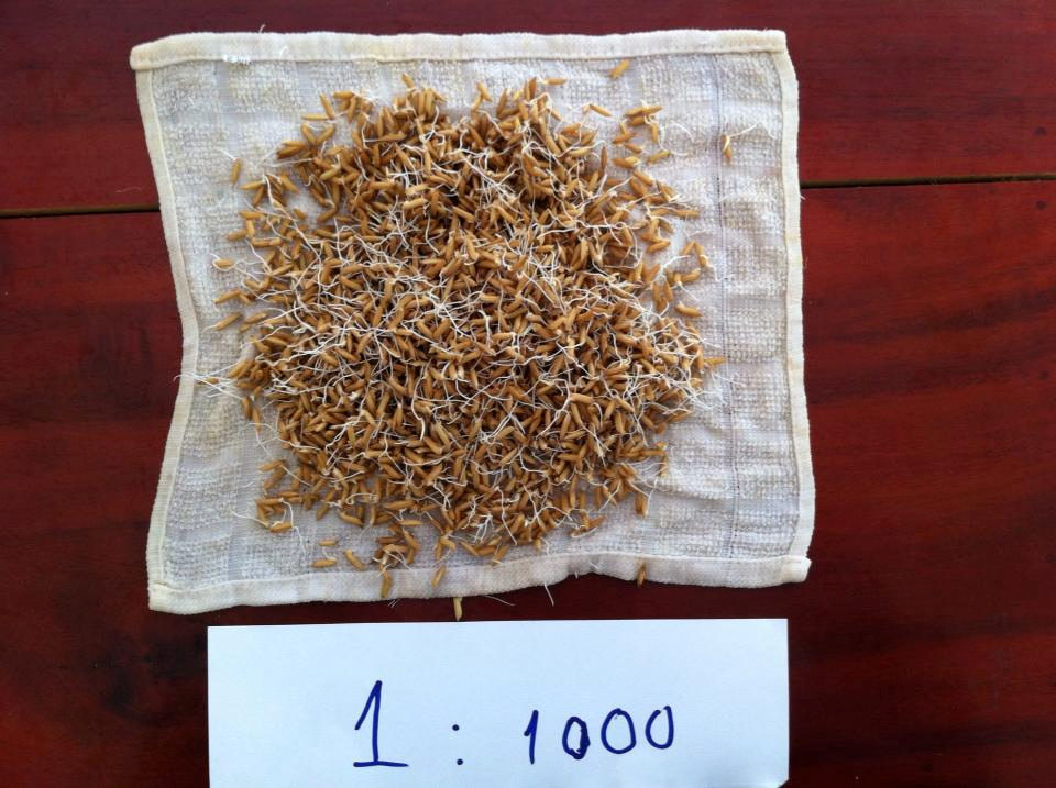 OM 4218 seed at the strongest dilution tested, 1:1000 — the densest germination and the longest shoots.