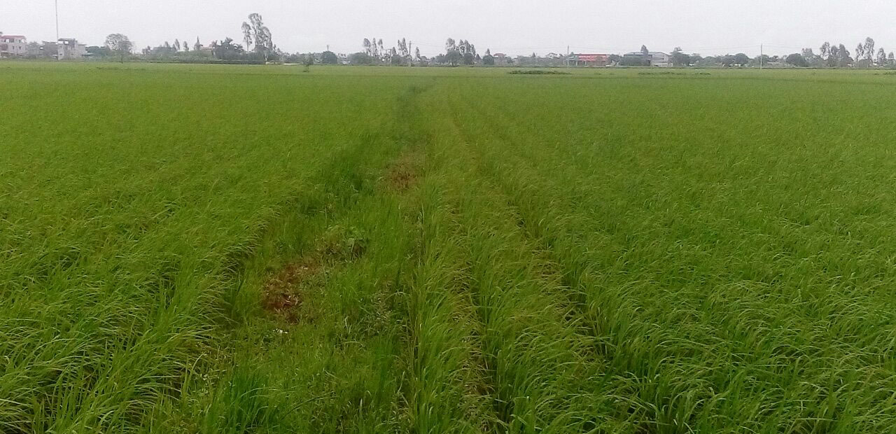 Untreated control rows, same field.