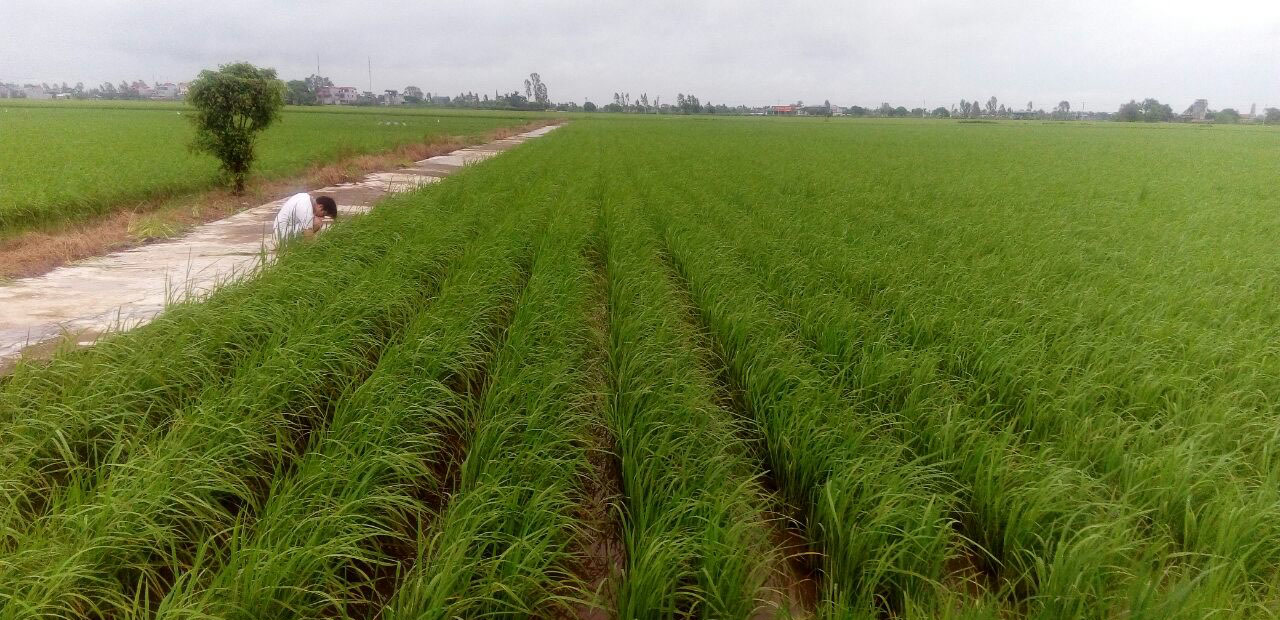 Treated rows — open-field planting at Ninh Binh, Vietnam (2016).