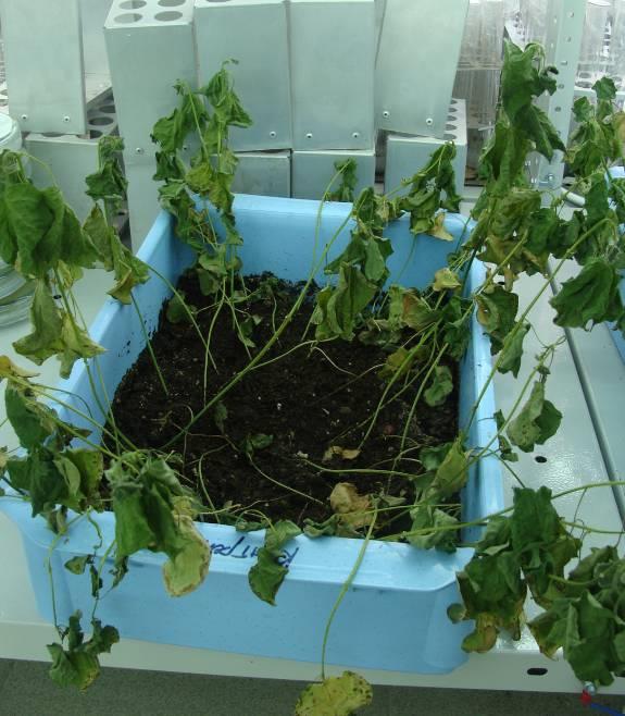 Control — nine days after watering stopped: collapsed and drying.