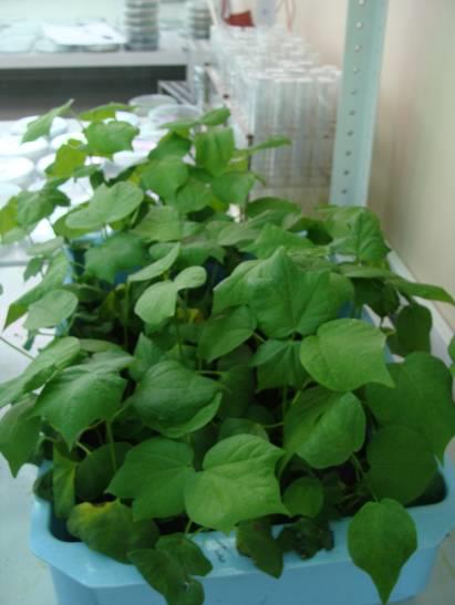Treated — same nine days without water: still green and turgid.