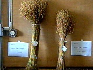 Flax bundles — treated (left, fuller) against the untreated control (right).