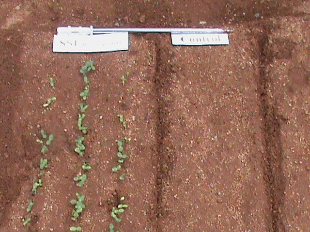Field emergence — treated rows (left) up ahead of the still-bare control (right).