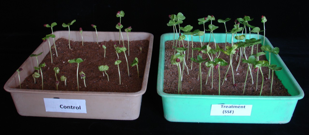 Tray stand — control (left) against treated (right).