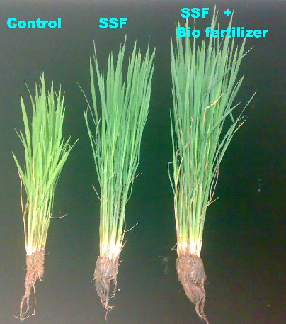 Control · treated · treated + biofertiliser — tillering and root mass, left to right.