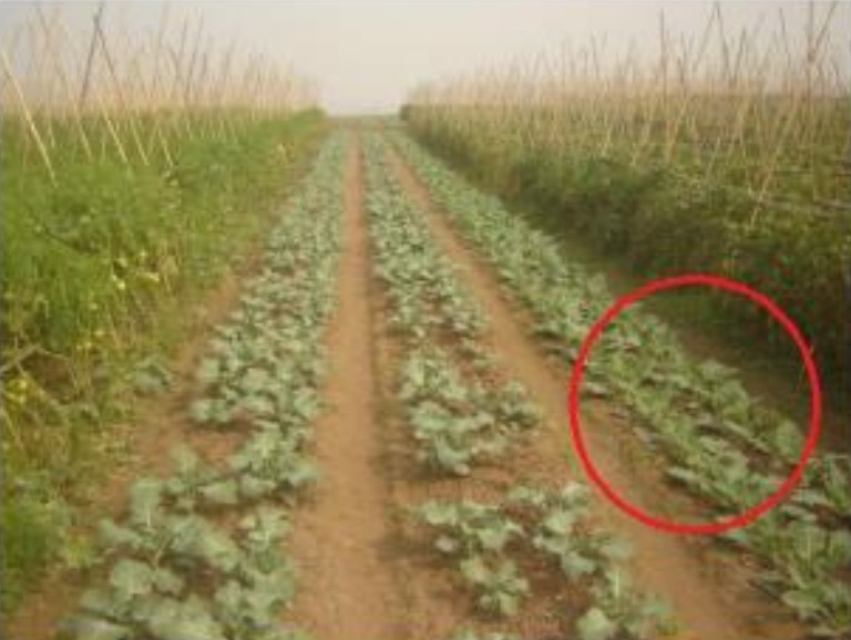 Control rows (marked) — smaller, sparser plants.