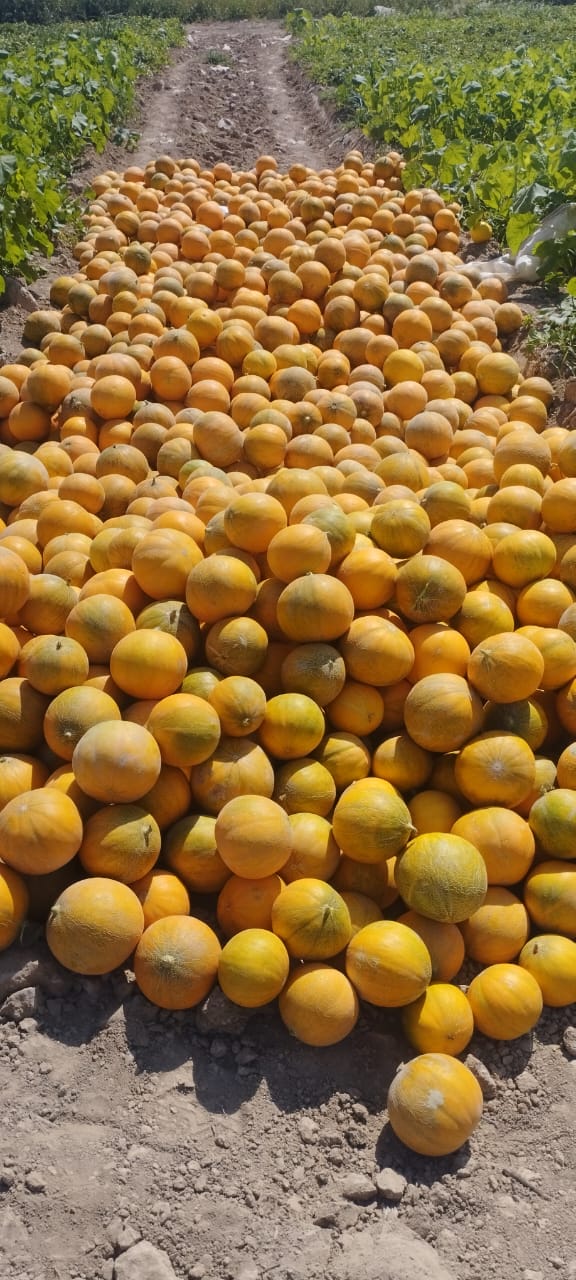 Treated plot — large, uniform melons crated for grading.