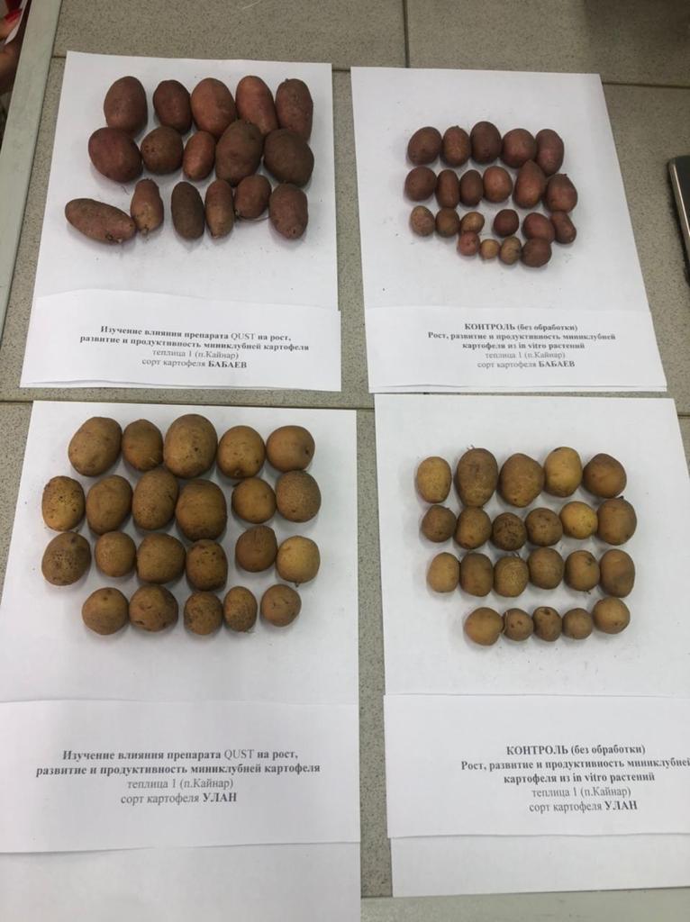 Treated vs control minitubers, two varieties.