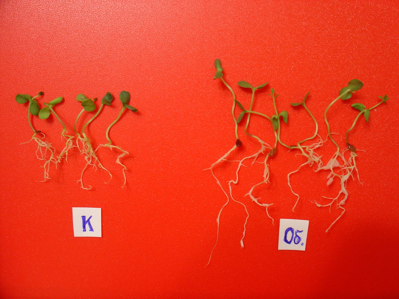 Seedling roots — control (К, left) against treated (Об, right).