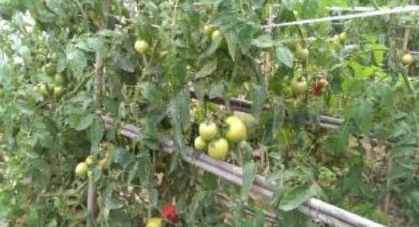 Control — fruit still green and yellowing.