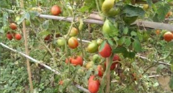 Treated — fruit ripened evenly to red.