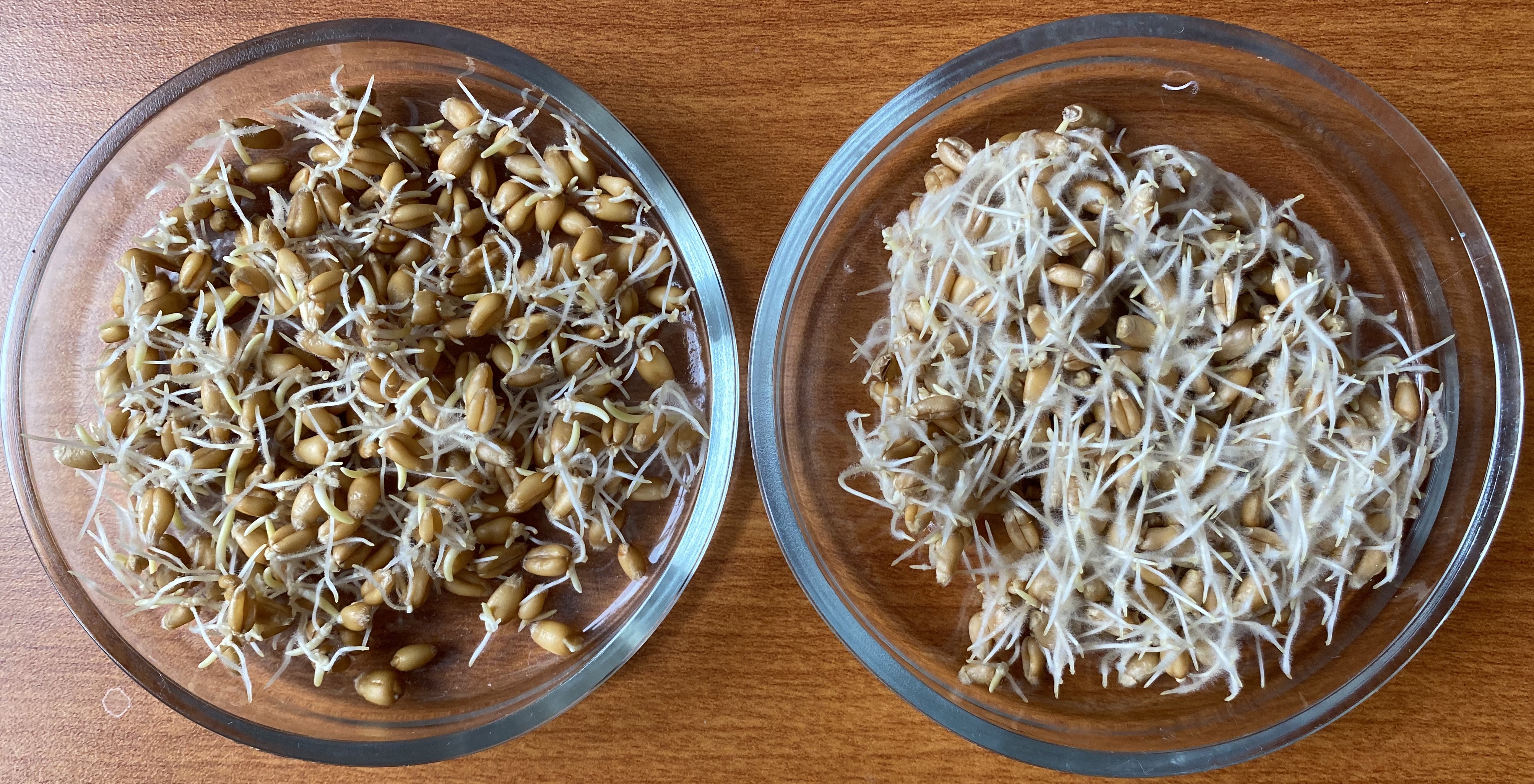 Treated vs untreated wheat germination.